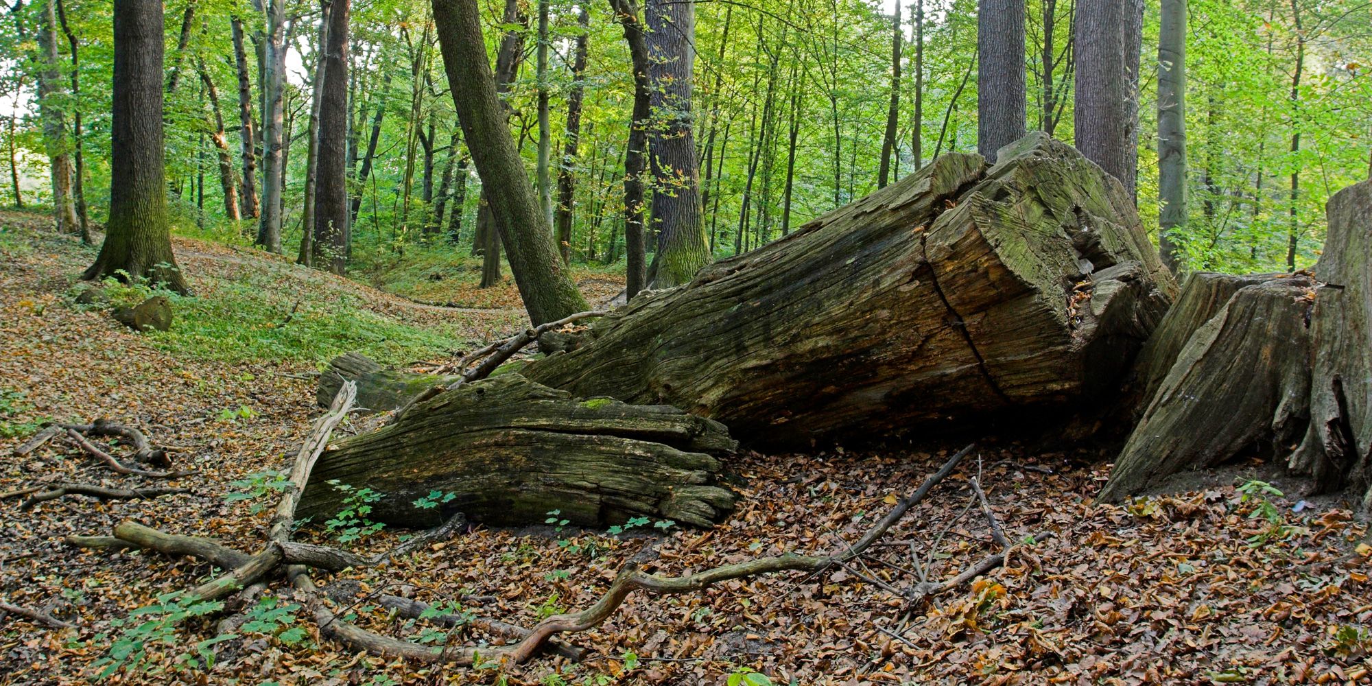 Bildvergrößerung: NSG und NATURA 2000-Gebiet Schlosspark Buch und angrenzende Waldfläche, Altbaumbestände im Schlosspark Buch