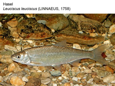 Bildvergrößerung: 06 Hasel - Leuciscus leuciscus (Linnaeus, 1758)