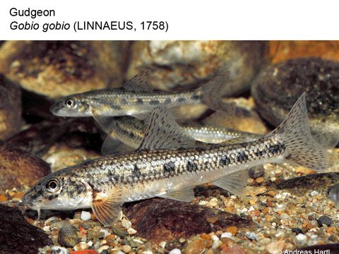 Enlarge photo: 09 Gudgeon - Gobio gobio (Linnaeus, 1758)
