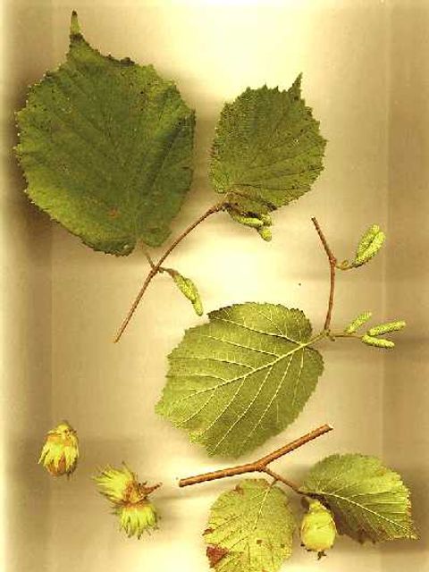 Haselnuss - Haselnussbaumblätter