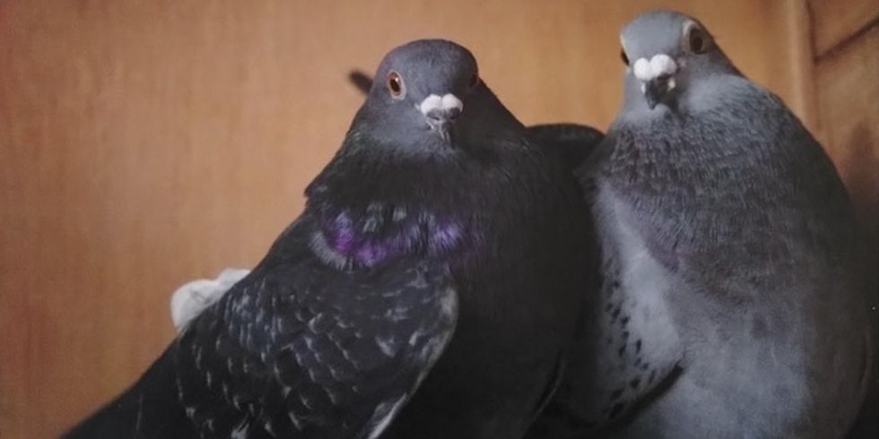 Foto von zwei Tauben