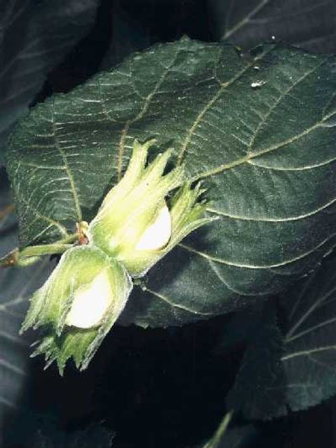 Haselnuss - Haselnussbaumfrüchte in Nahaufnahme