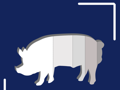 Piktrogramm eines Schweines mit gezeichneten Linien zur Anzeige einzelner Bestandteile