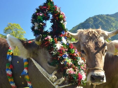 Kühe auf der Alm im Allgäu, eine Kuh mit Blumenschmuck
