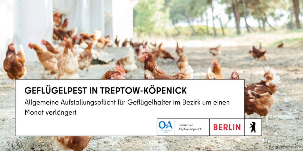 Bild zeigt Hühner im Freiland mit Hinweistext zur Aufstallungspflicht für Geflügelhalter