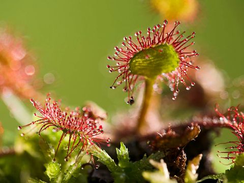 Bildvergrößerung: NSG Langes Luch / Dachsheide, Sonnentau (Drosera spec.)