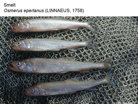 Enlarge photo: 08 Smelt - Osmerus eperlanus (Linnaeus, 1758)
