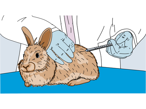 Skizze Kaninchen welches eine Spritze bekommt