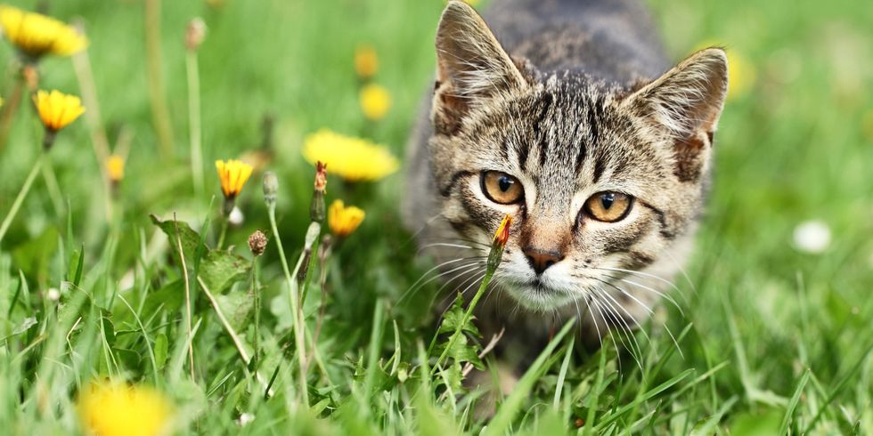 eine Katze im Gras