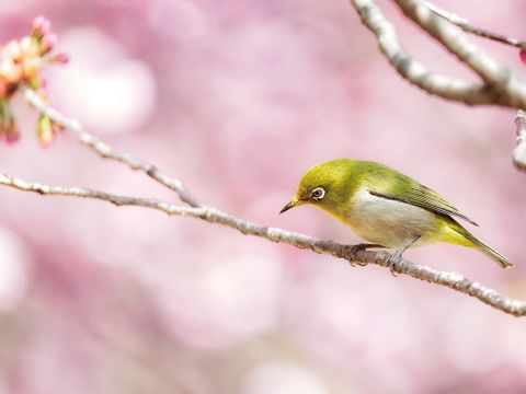 Vogel auf einen Blütenzweig