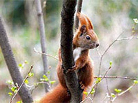 Eichhörnchen im Parklandschaft Barnim