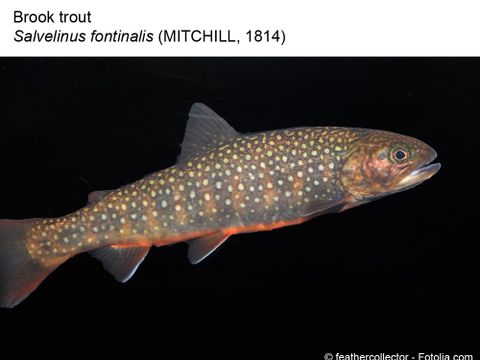 Enlarge photo: 30 Brook trout - Salvelinus fontinalis (Mitchill, 1814)
