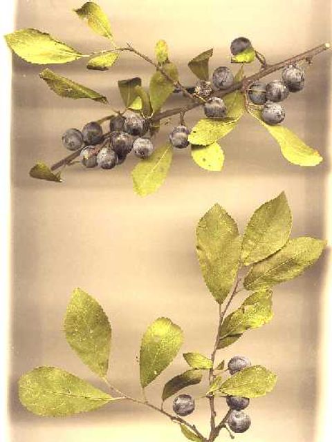 Schlehe - Früchte und Blüten eines Schlehenstrauchs