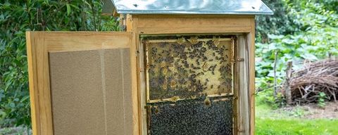 Bienen im SUZ Spandau