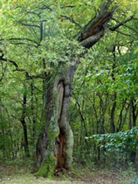 Bildvergrößerung: Eine alte Stiel-Eiche mit knorrigem Stamm und ausladender Krone steht vor weiteren grünen Bäumen. Ihr zerklüfteter Stamm ist gräulich gefärbt und stellenweise grün bemoost. Im Natur-Park wachsen Stiel-Eichen an vielen Stellen im Unterholz.