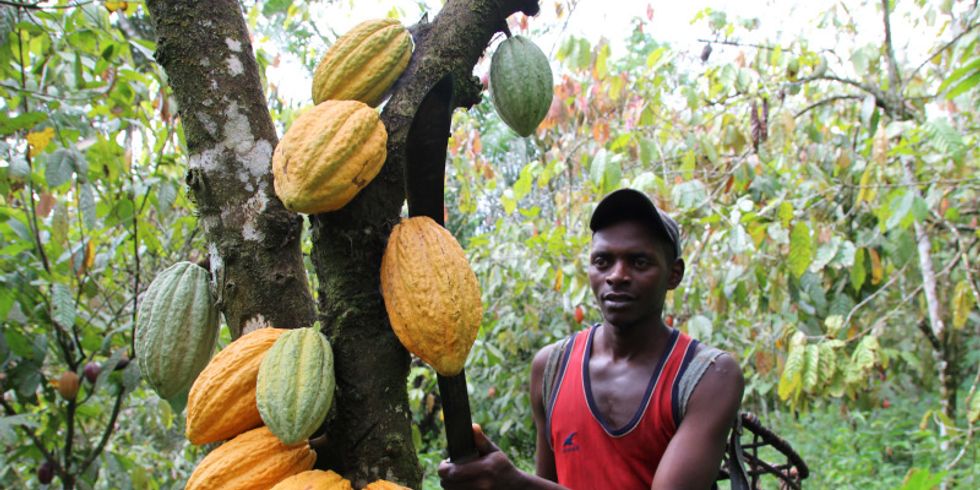 Ein Kakaobauer schlägt mit der Machete die Schoten vom Baum