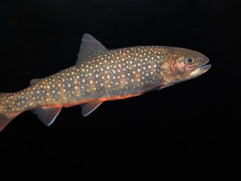 Bachsaibling Brook trout (Salvelinus fontinalis)