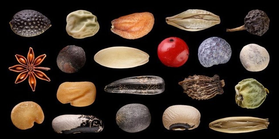 Die bunte Vielfalt von Samen: Uli Westphal "Seeds"