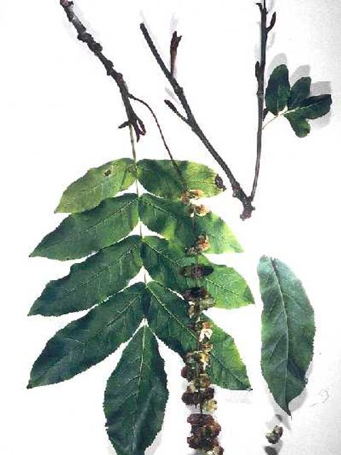 Kaukasische Flügelnuss - Früchte und Blätter des Flügelnussbaums