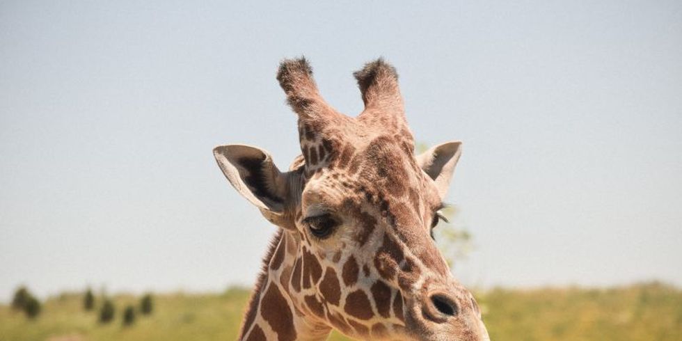 Foto einer Giraffe
