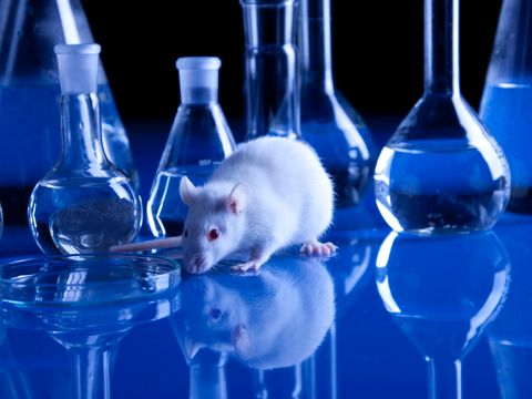 Eine Ratte läuft im Labor zwischen Reagenzgläsern rum