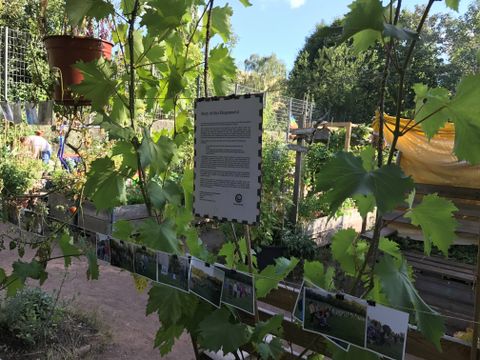In einem Gemeinschaftsgarten werden Fotos und ein Text hängend vor einer Weinrebe ausgestellt.