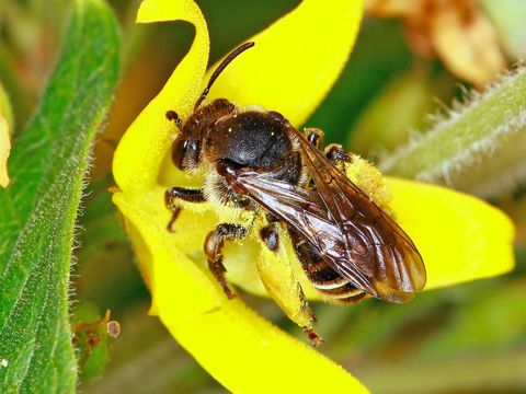 Bildvergrößerung: Eine Schenkelbiene sitzt auf einer leuchtend gelben Blüte des Gilbweiderichs. Die circa 10 mm große Biene ist dunkelbraun, ihre Flügel glänzen im Licht. Am ihrem Hinterleib sind unter den nach hinten geklappten Flügeln zwei weiße Streifen zu erkennen. An den keulenartig verdickten Hinterschenkeln des Insekts hängt eine dicke Schicht gelber Pollen. 