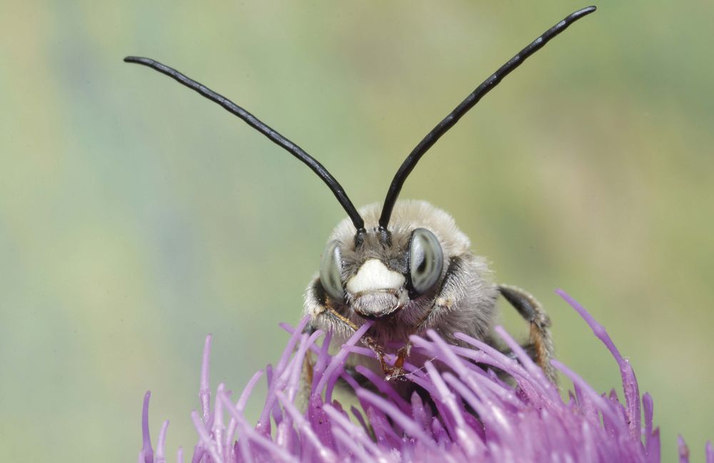 Bildvergrößerung: Hinter den dicht stehenden Stängeln einer lilafarbenen Blüte ragt der Kopf einer Wildbiene auf. Gegen das unscharfe Grün des Hintergrundes zeichnen sich dunkel ihre zwei langen, gegliederten Fühler ab. Diese sitzen auf ihrem pelzigen hellbraunen Kopf. Flankiert werden sie durch die großen Facettenaugen der Biene. Der hell abgesetzte Kopfschild unter dem Fühleransatz mündet in die hervorstehenden Mundwerkzeuge.