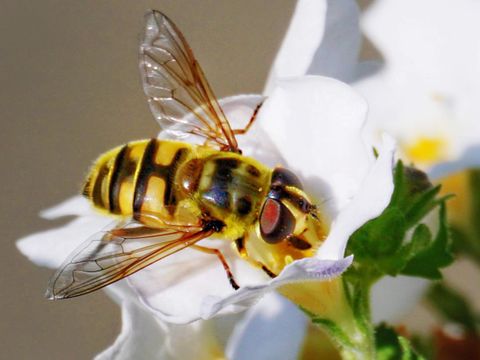 Wildbienen – die fabelhafte Welt der Vielfalt