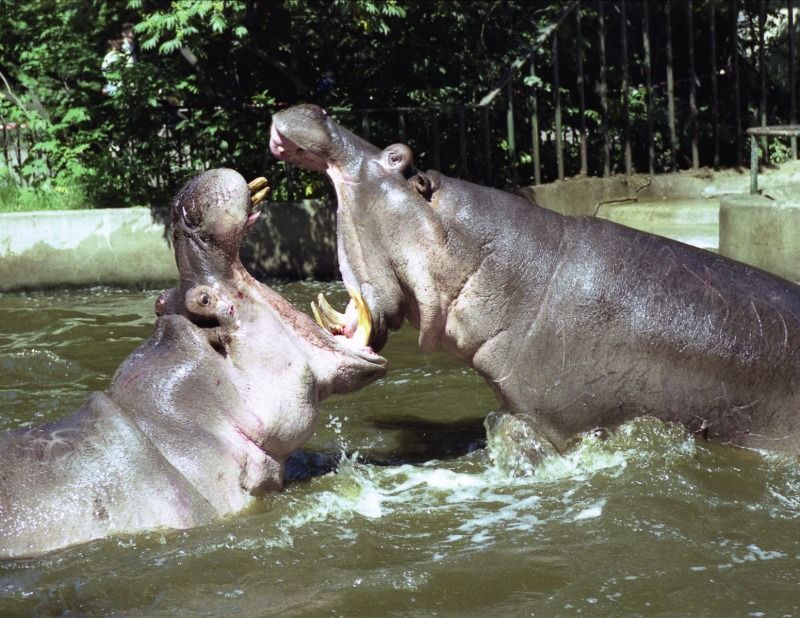Flusspferde „Knautschke“ und „Nante“, Juni 1988