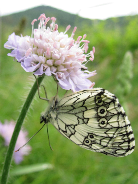Schmetterling hängt unter Blume