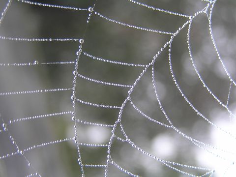 Ein Spinnennetz als Sinnbild für unsere Sitemap - Foto von Andrei Ghergar