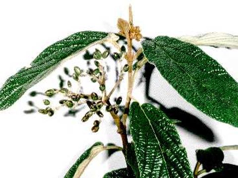 Schneeball - Blätter und Blüten eines Schneeballstrauchs