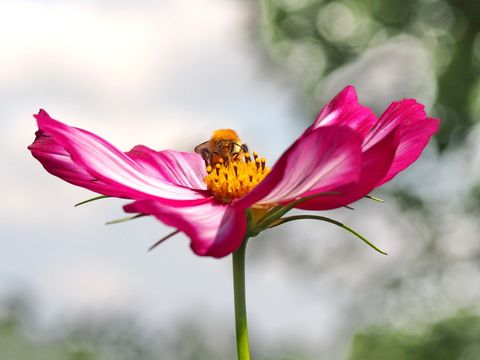 Blume mit Hummel