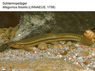 Bildvergrößerung: 02 Schlammpeitzger - Misgurnus fossilis (Linnaeus, 1758)