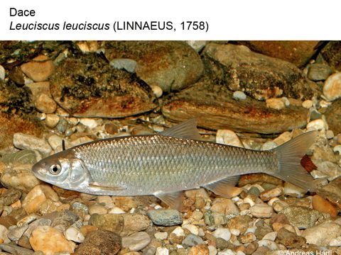 Enlarge photo: 06 Dace - Leuciscus leuciscus (Linnaeus, 1758)