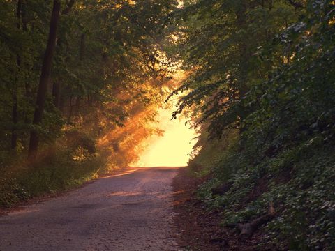 Eine Waldstraße führt leicht ansteigend zum Ende des Weges zu einer Lichtung, auf die die Sonne goldgelb scheint.