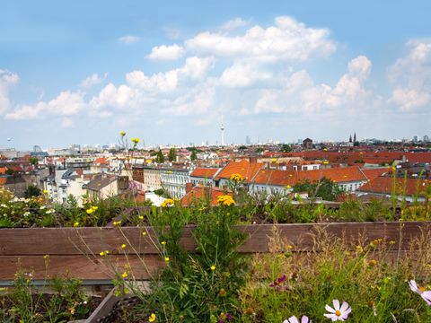Bei Sonnenschein ein Blick von einer Dachterrasse auf die Häuser von Berlin. Im Vorder-grund wachsen verschiedene gelbe Blumen sowie rosa- und violett blühende Schmuckkörb-chen in Hochbeeten. In weiter Ferne zeichnet sich der Fernsehturm vor dem blauen Himmel mit weißen Wolken ab. 
