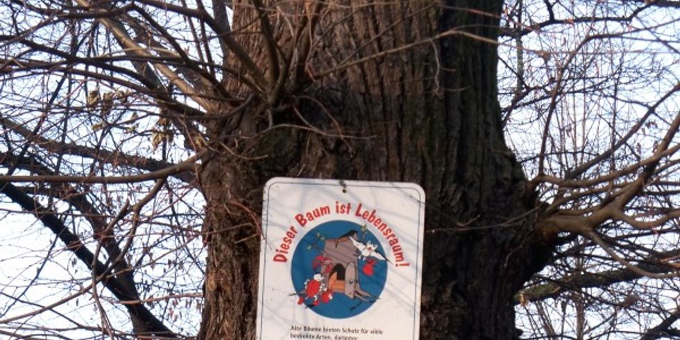 Biotopbaum im Görlitzer Park