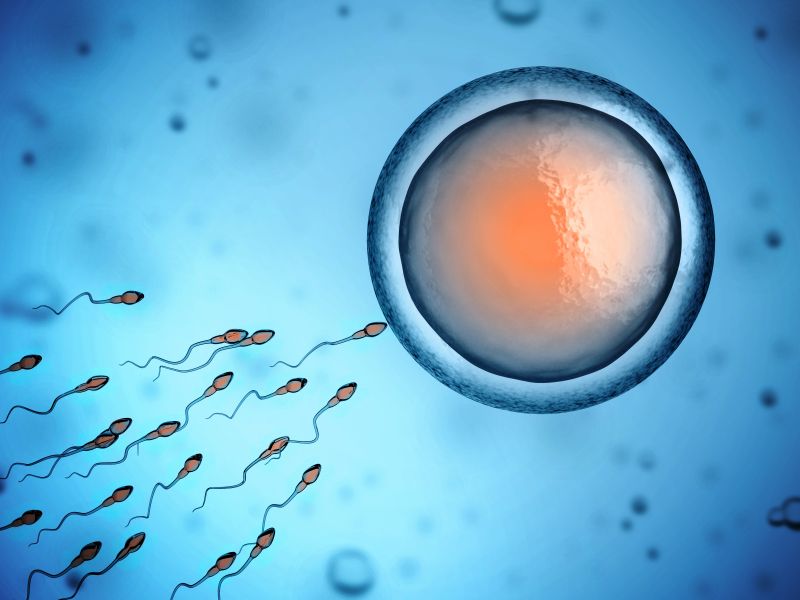 Spermium und Eizelle