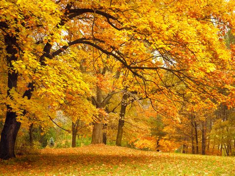 Park in Herbstfarben
