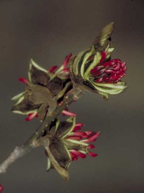 Blüten des Eisenholzbaums in Nahaufnahme