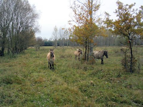 Konik-Pferde in halboffener Waldlandschaft bei Hobrechtsfelde