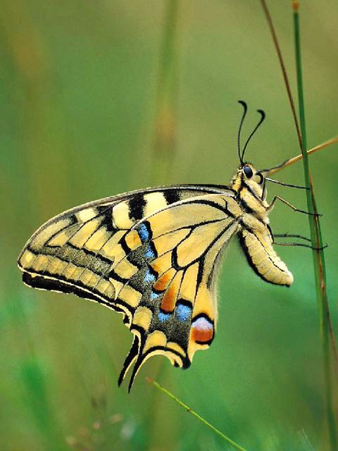 Bildvergrößerung: Schwalbenschwanz (Papilio machaon)