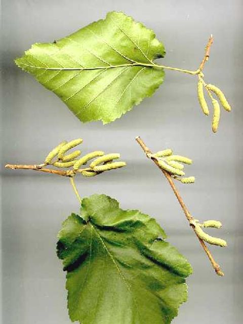 Baum-Hasel - Blätter und Früchte
