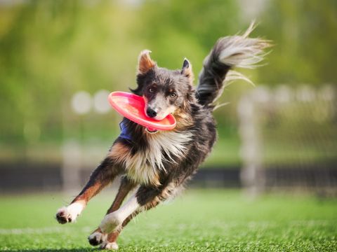 border collie dog brings the flying disc