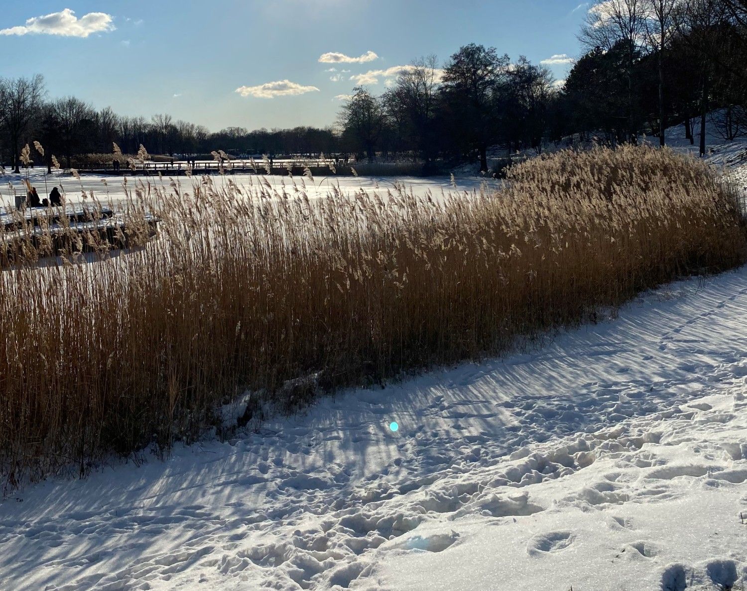 Im Vordergrund Schnee mit Fußabdrücken darin. Dahinter Schilf und ein zugefrorener See. Am Ufer kahle Bäume