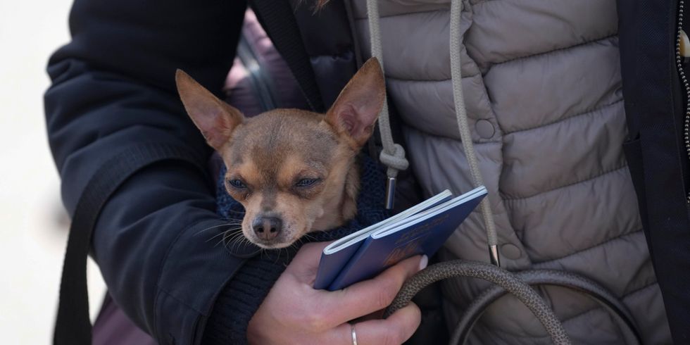 Hundehalter an der ukrainischen Grenze
