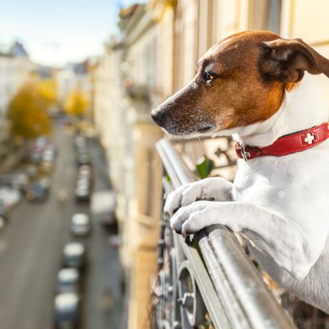 Hund blickt von einem Balkon herunter auf eine Straße in der Großstadt