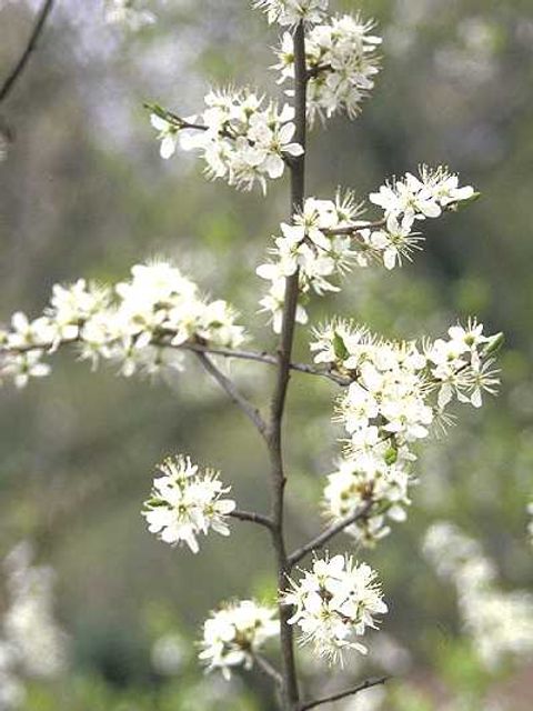 Schlehe - Blüten eines Schlehenstrauchs